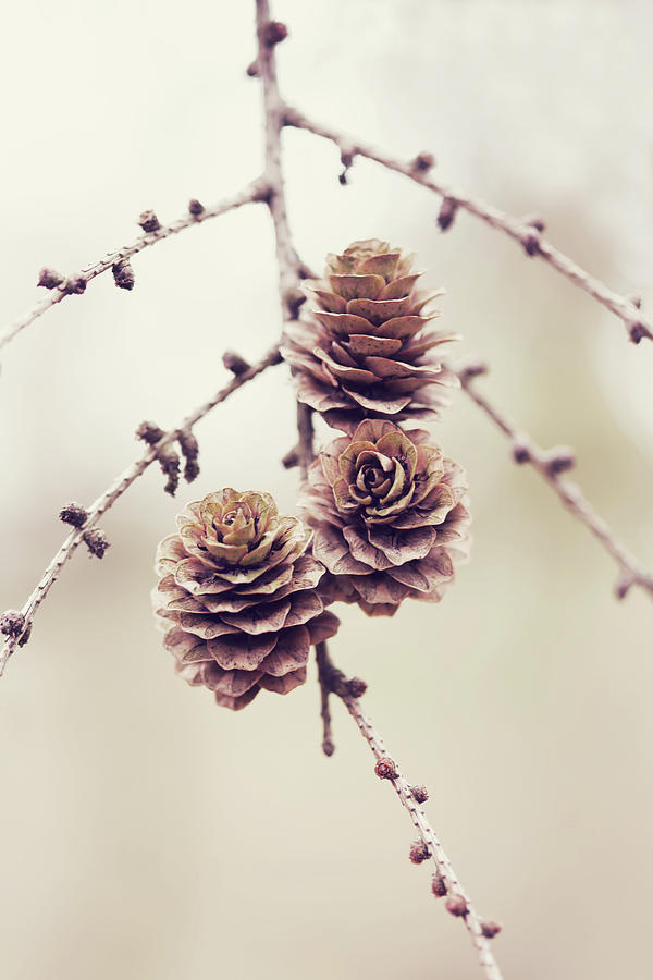 Woodland Pinecones Photograph by Brooke T Ryan