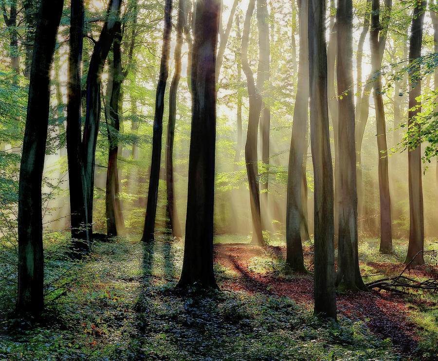 Woodland Rays Photograph by Ceri Jones - Fine Art America