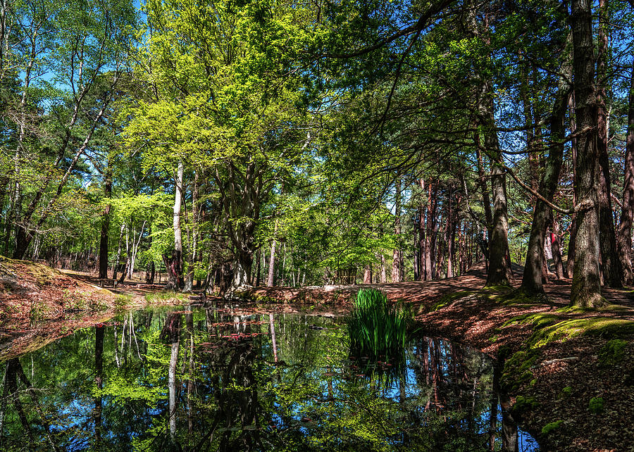 Woodland Reflections Photograph by Framing Places