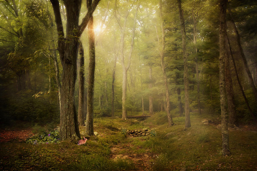 Woodland Photograph by Robin-Lee Vieira