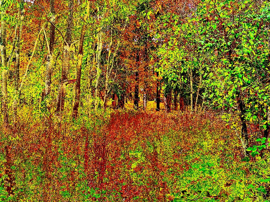 Woodland Scene 2 Digital Art by Cliff Wilson