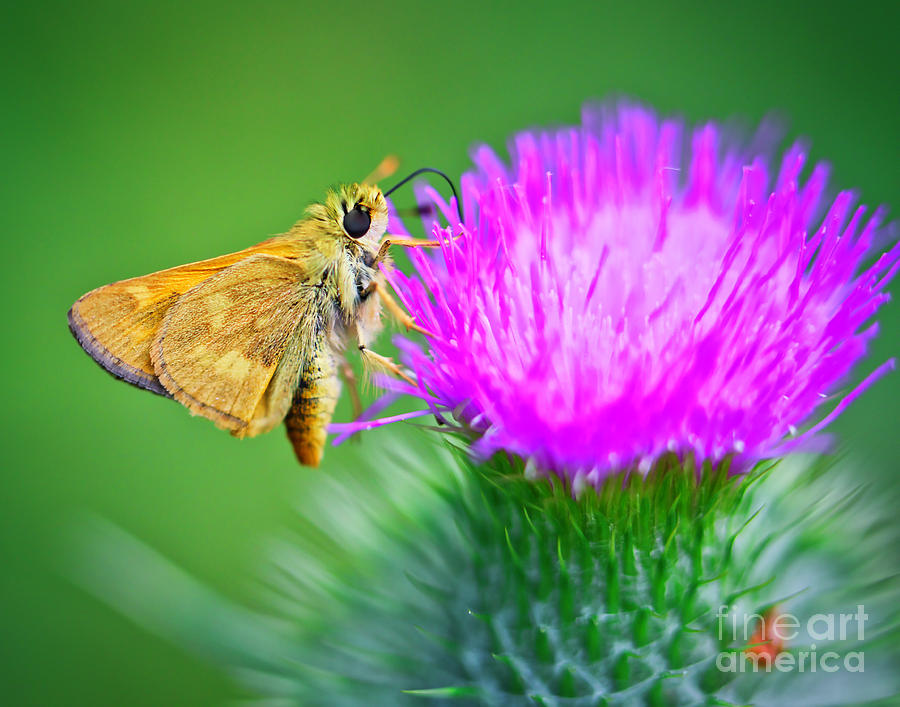 Woodland Skipper on Thistle Photograph by Bruce Block