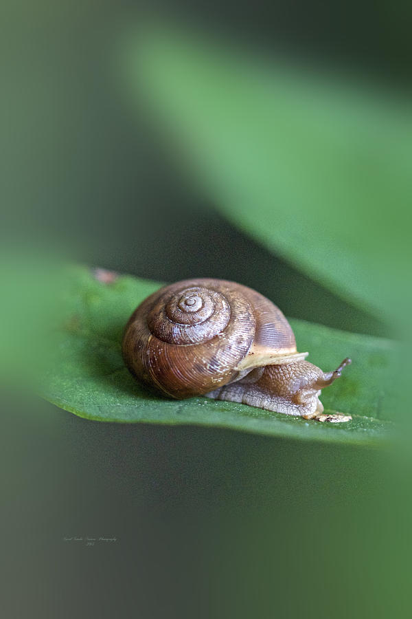 Wildlife Photograph - Woodland Snail on Sassafras Leaf by Carol Senske