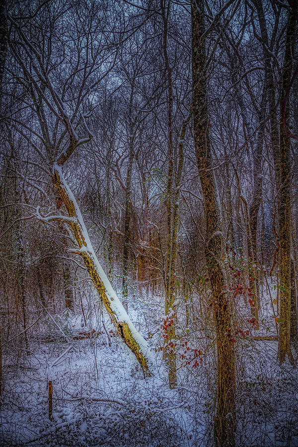 Woodland Snowfall Photograph by Barry Jones