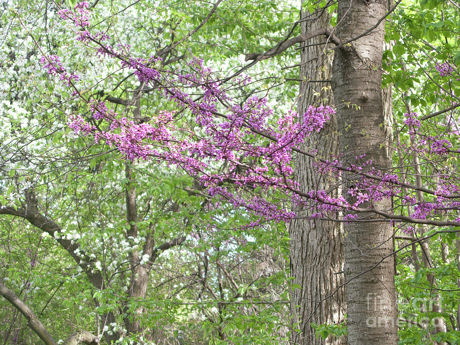 Woodland Spring Photograph by Ann Horn