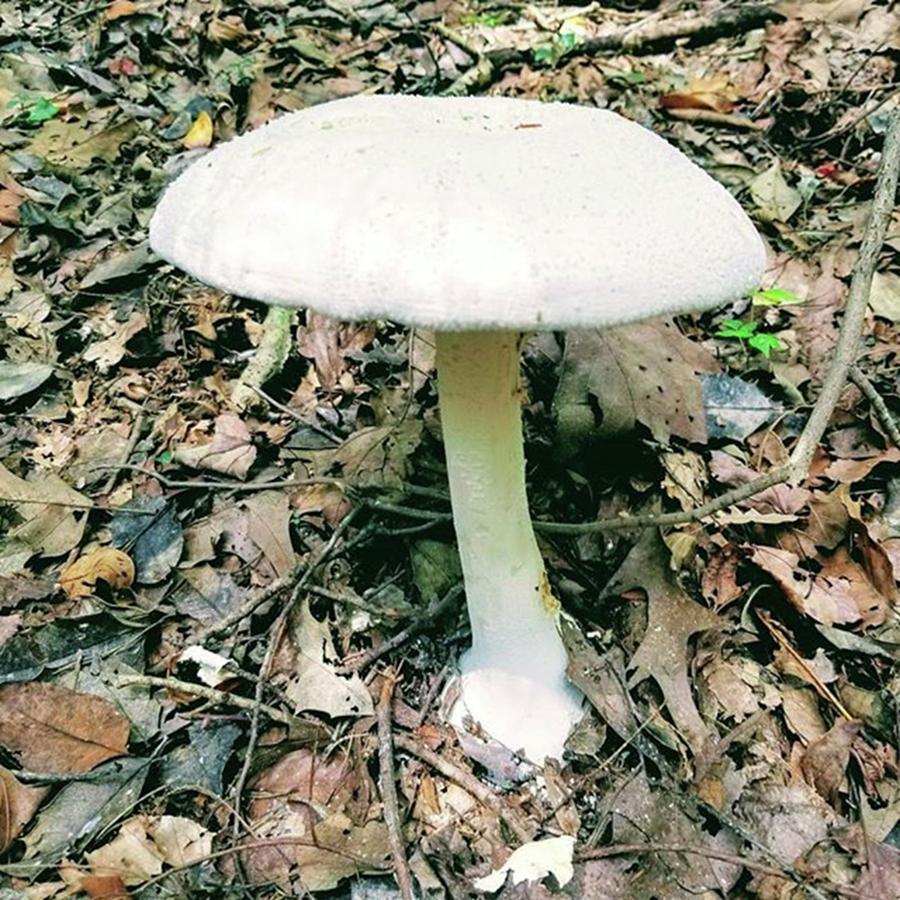 Mushroom Photograph - woodland Sprites Umbrella #mushroom by Rachel Hannah