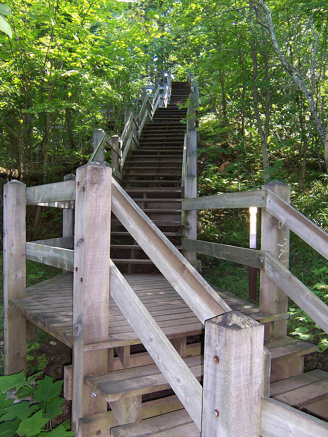 Woodland Stairway Photograph by David T Wilkinson