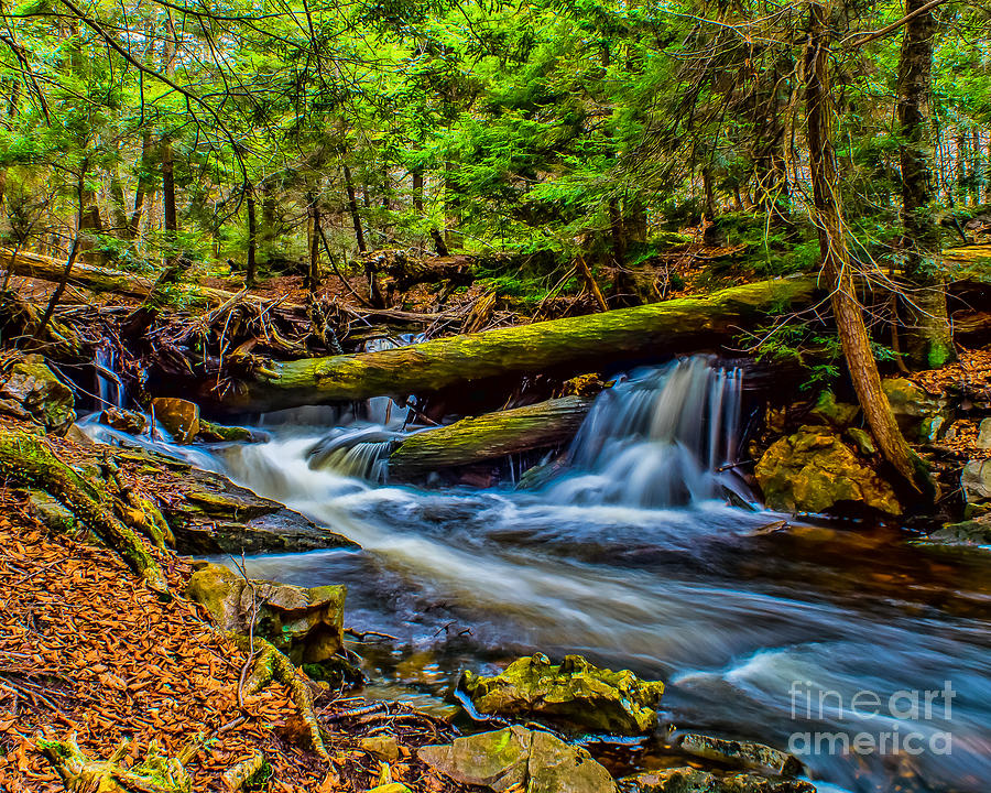 Woodland Stream and Falls Photograph by Nick Zelinsky Jr