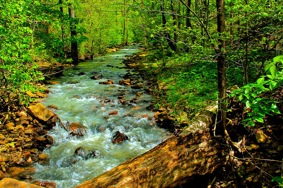 Nature Photograph - Woodland Stream by Carolyn Wright