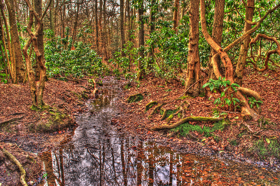 Woodland Stream Photograph by Chris Day