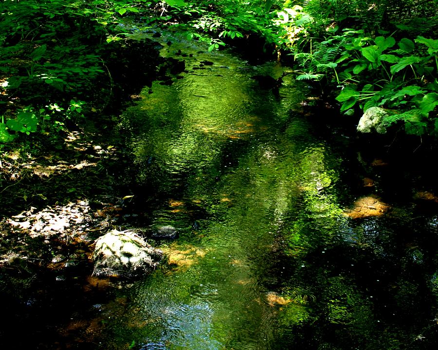 Woodland Stream Photograph by Cliff Wilson
