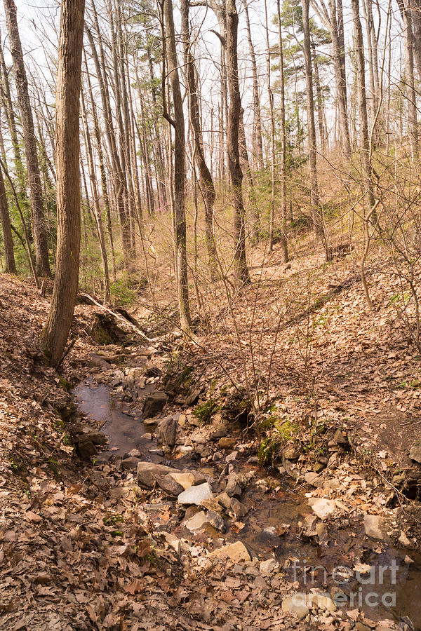 Woodland Stream in the Mountains in Spring Photograph by MM Anderson