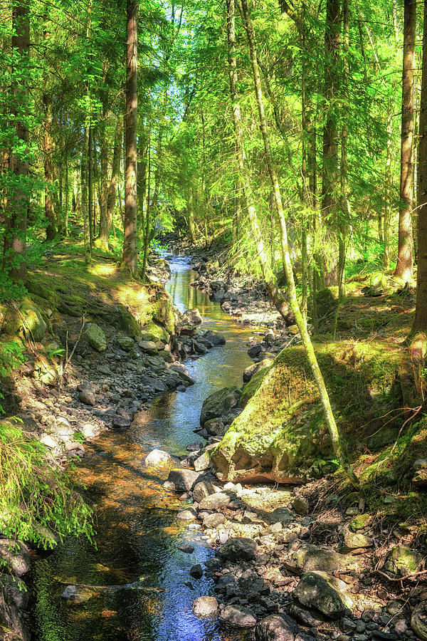 Woodland Stream Photograph by James Billings