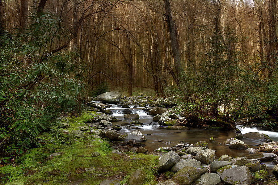Woodland Stream Photograph by Mike Eingle