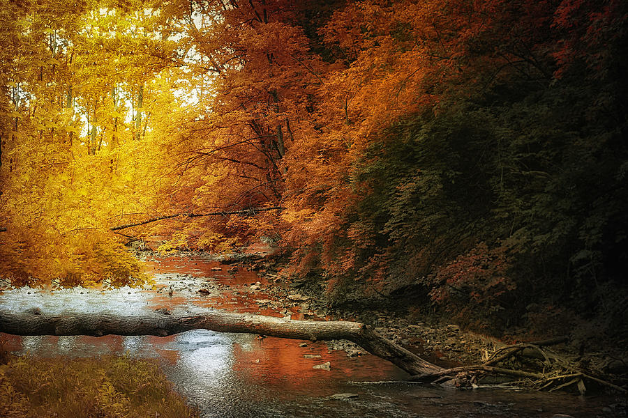 Woodland Stream Photograph by Tom Mc Nemar