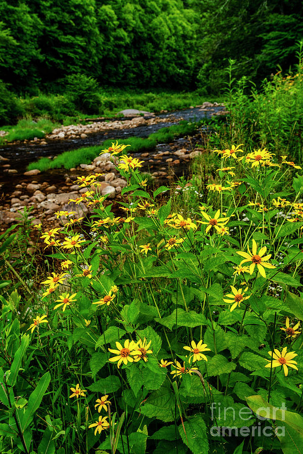 Woodland Sunflower and Williams River Photograph by Thomas R Fletcher
