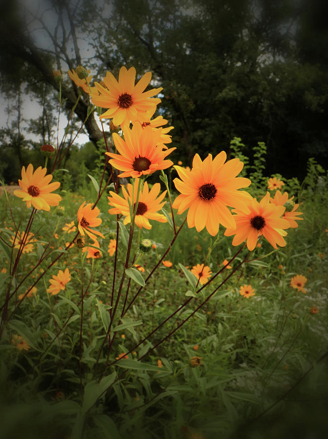 Woodland Sunflower Photograph by Scott Kingery