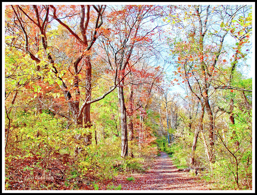 Woodland Trail in Autumn, Montgomery County, Pennsylvania Photograph by A Macarthur Gurmankin