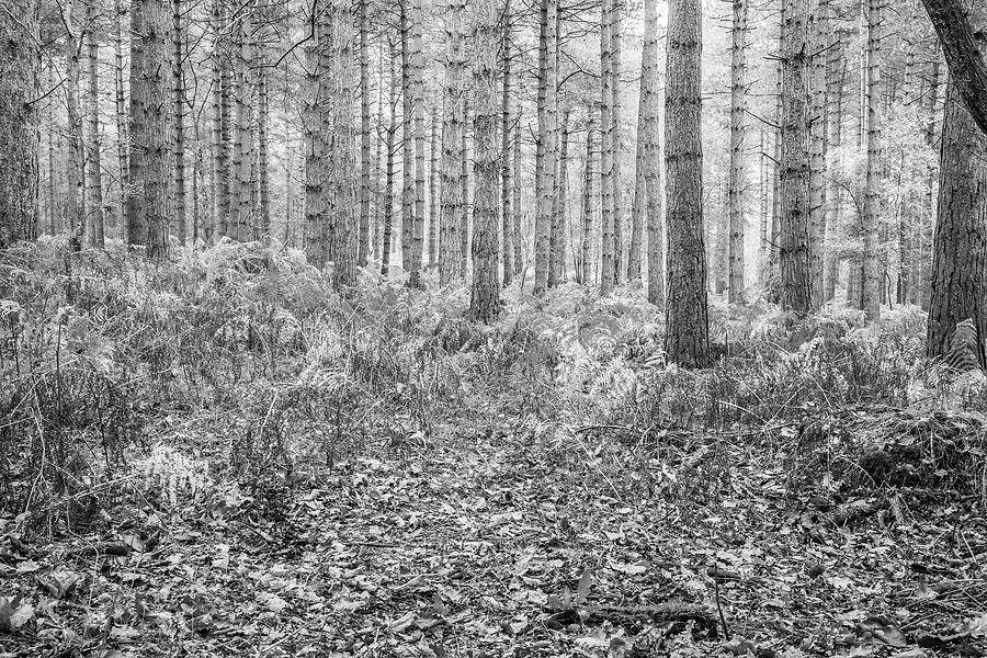 Woodland trees Photograph by Ed James