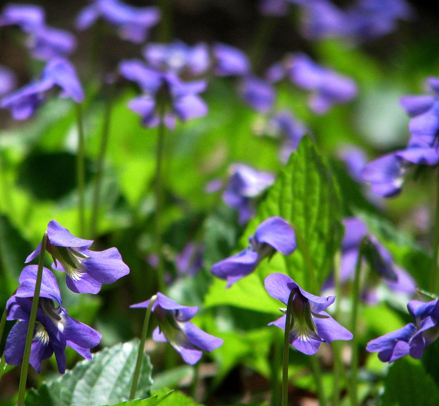 Woodland Violets Photograph by Angela Davies