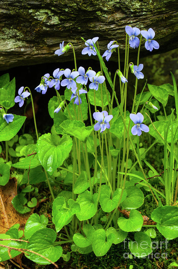Woodland Violets - Colorful Wildflowers Photograph by JG Coleman