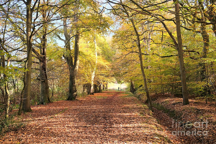 Woodland Walk In Autumn Photograph