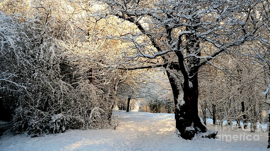 Winter Photograph - Woodland Walk In Winter by John Chatterley