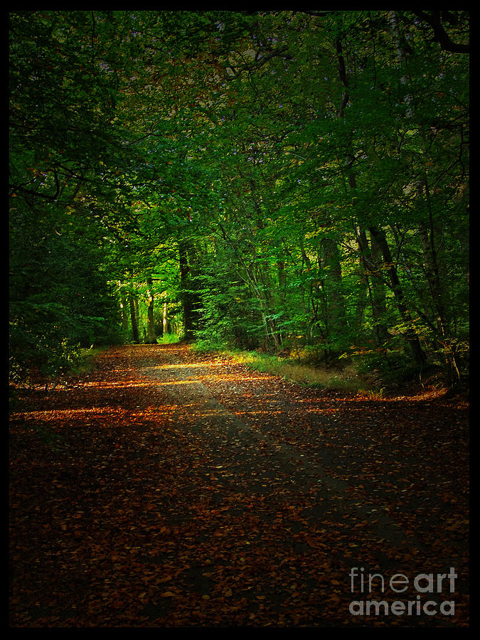 Woodland Walk Photograph by Jack Hood - Fine Art America