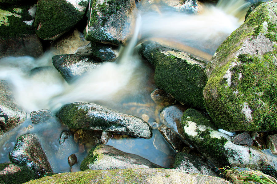 Woodland water at Glencree No1 Photograph by Martina Fagan