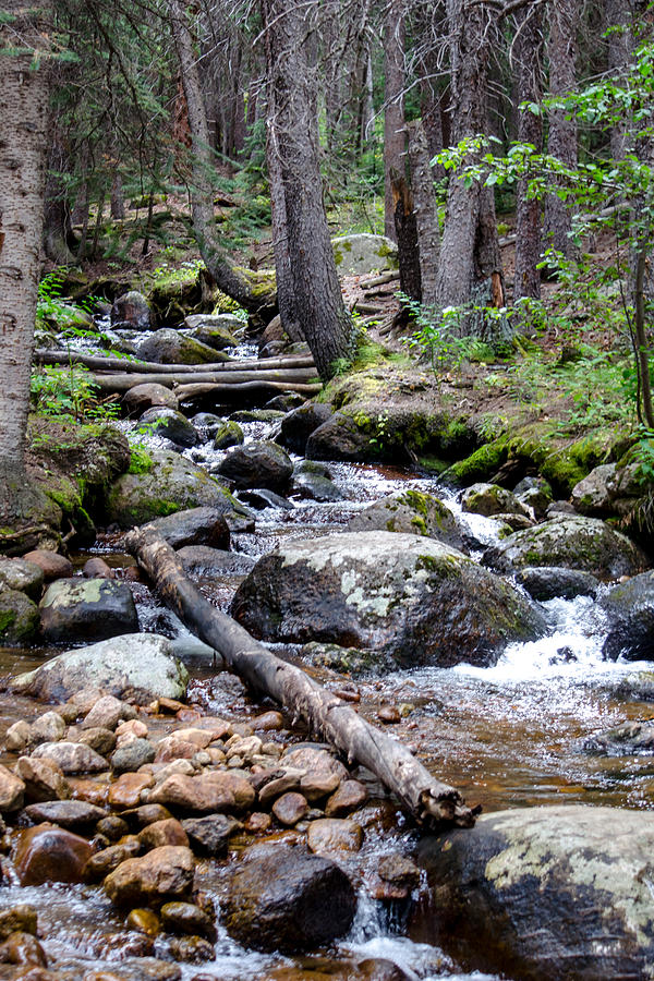 Woodland Waterfall Photograph By Susan Sheldon - Fine Art America