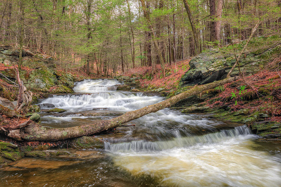 Spring Photograph - Woodland Waters by Bill Wakeley