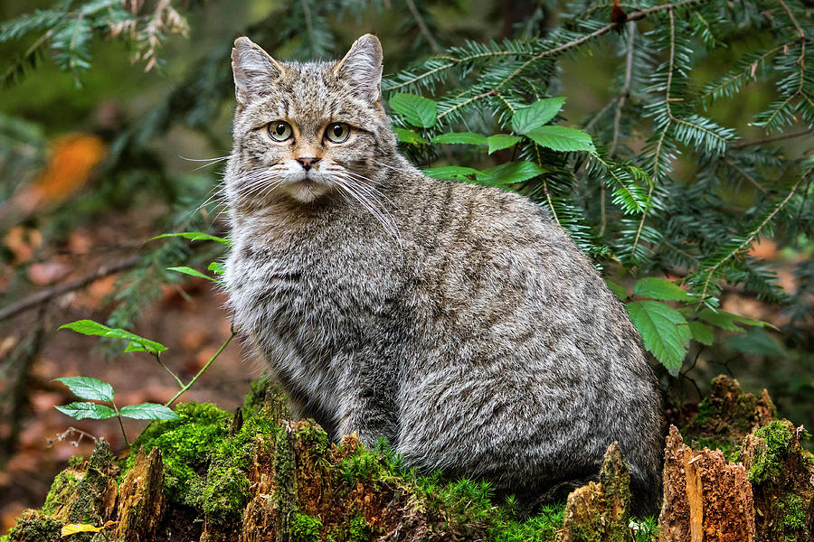 Woodland Wild Cat Photograph by Arterra Picture Library