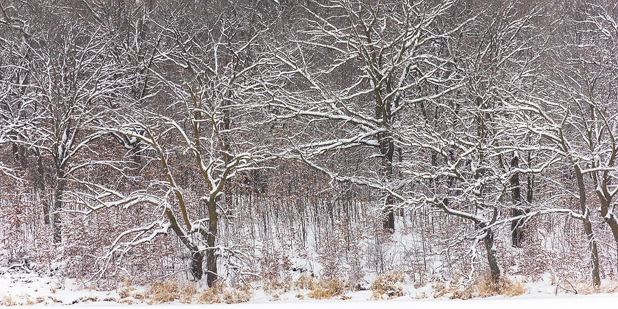 Woodland Winter Photograph by Penny Meyers