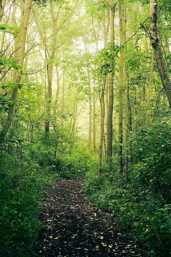 Woodland wonder Photograph by Jayne Gulbrand - Fine Art America