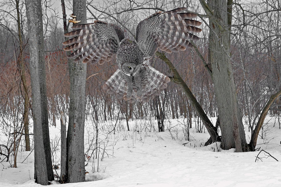 Owl Photograph - Woodlands Hunters wings and tail spread by Asbed Iskedjian