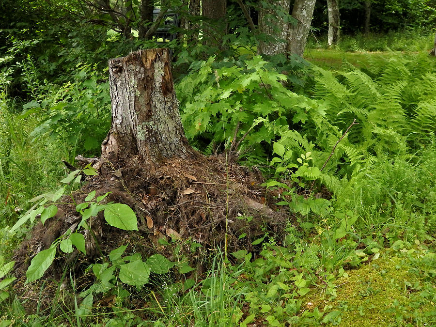 Tree Trunk Photograph - Woodlands in the Summer by Nancy De Flon Tree Trunk Photograph - Woodlands in the Summer by Nancy De Flon