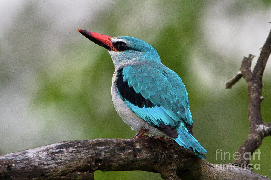 Woodlands Kingfisher Photograph by Jennifer Ludlum