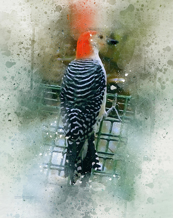 Woodpecker-2-A-8 Digital Art by Peggy Cooper-Hendon