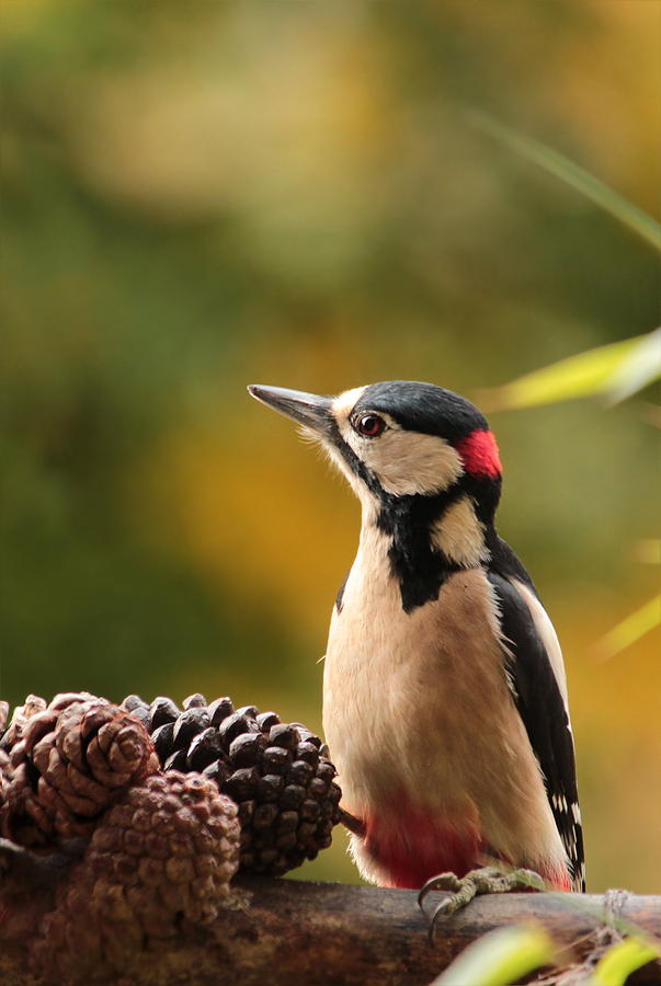Woodpecker 2 Photograph by Heike Hultsch