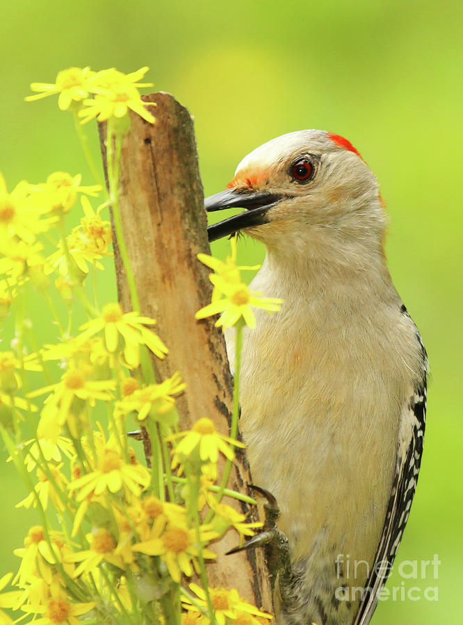 Woodpecker Among Yellow Flowers Photograph by Max Allen