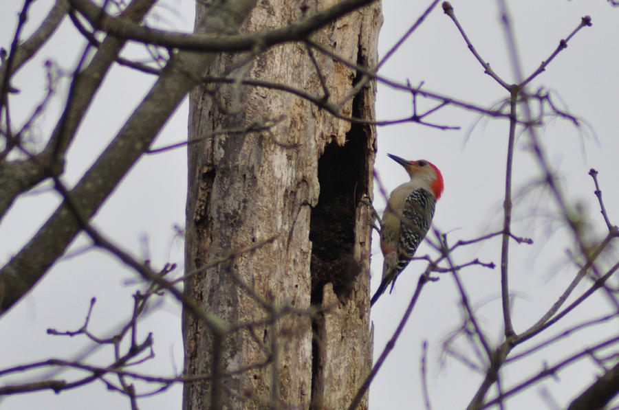Woodpecker and a Hollow Tree Photograph by Bill Cannon