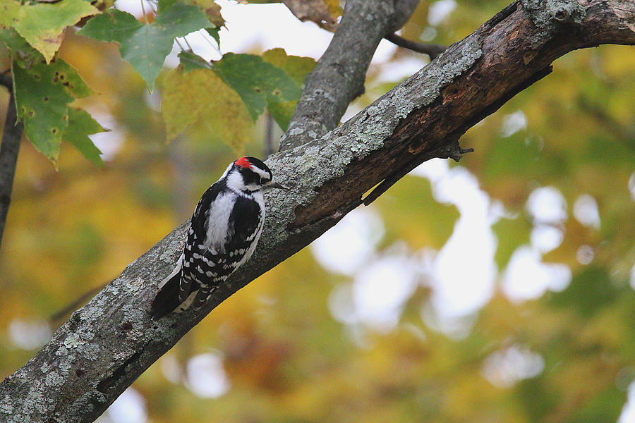 Woodpecker and Autumn Photograph by Living Color Photography Lorraine Lynch