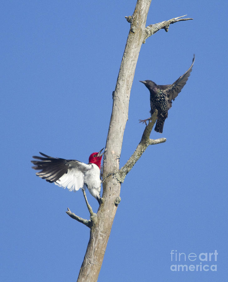 Woodpecker And Starling Photograph by Marie Read