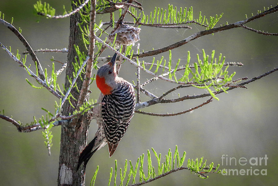 Woodpecker and Wasps Nest Photograph by Tom Claud