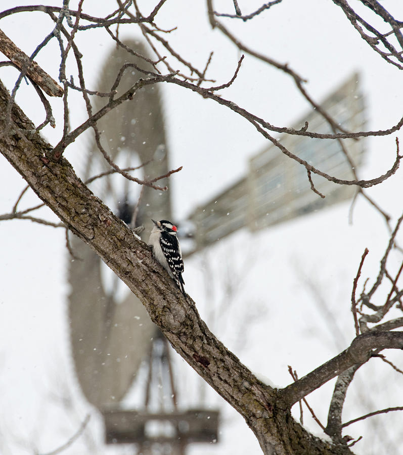 Woodpecker and Windmill Photograph by David Arment