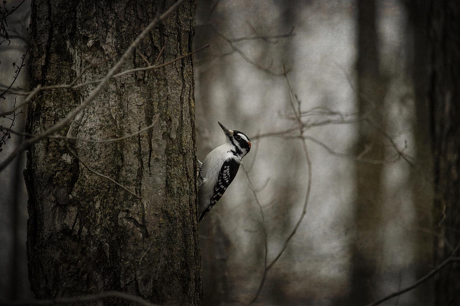 Woodpecker Photograph by Angie Rea