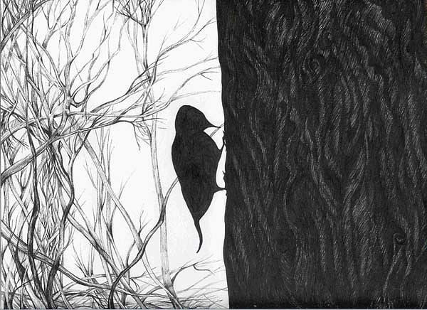 Woodpecker Drawing by Anna  Duyunova