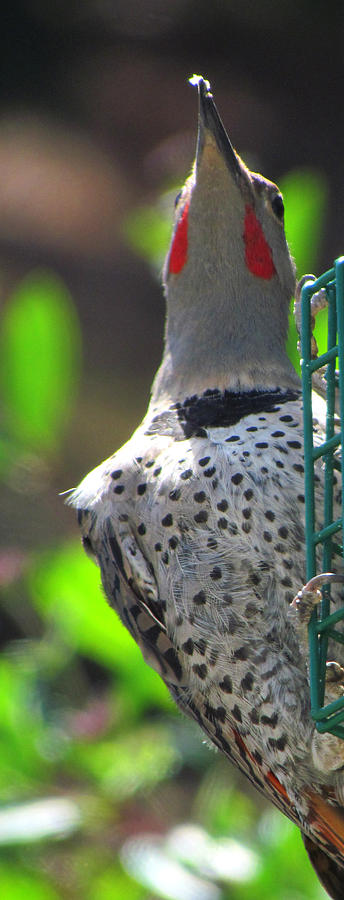 Woodpecker At The Feeder Photograph by Marie Jamieson