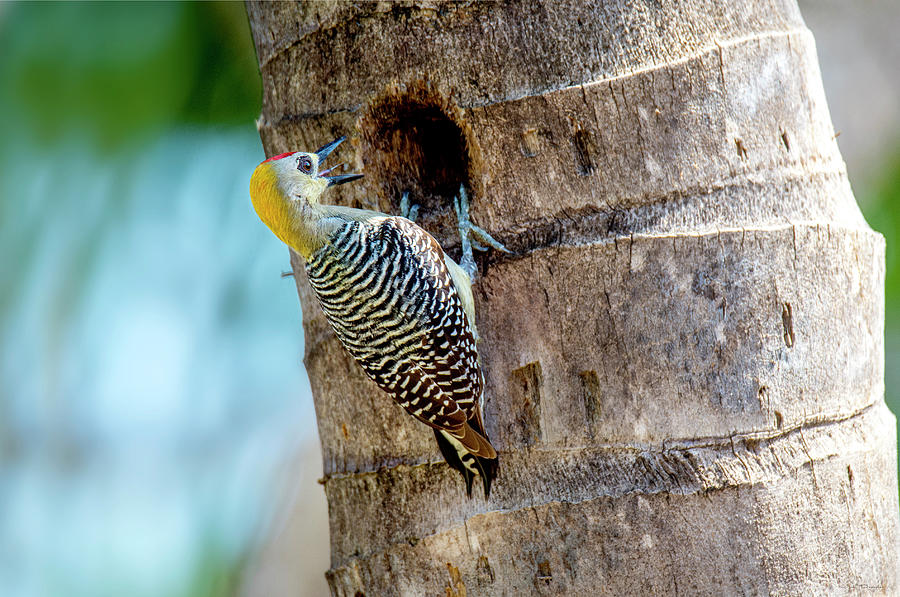 Woodpecker at the Nest Photograph by Judi Dressler