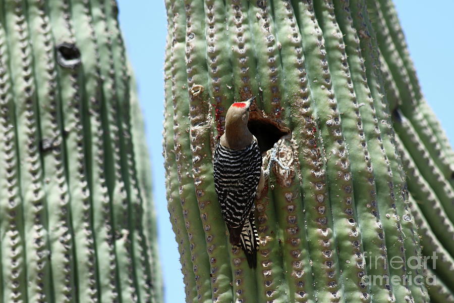 Woodpecker At The Nesting Hole Photograph by Christiane Schulze Art And Photography